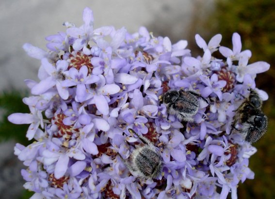 Pseudoselago spuria hosting the beetles