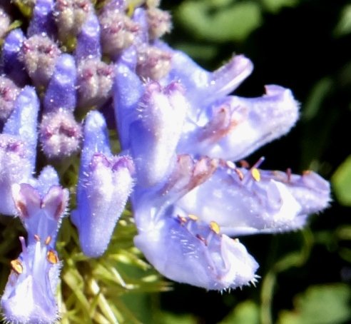 Pycnostachys urticifolia, the blue boys