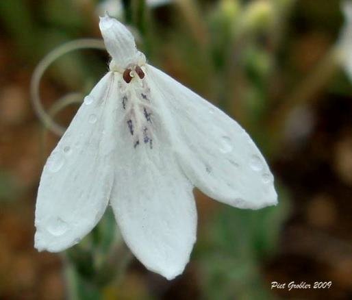Rhinacanthus xerophilus flower at Phalaborwa