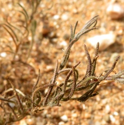 Rhynchopsidium pumilum leaves