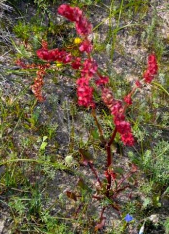 Rumex lativalvis red flowers and fruit covers