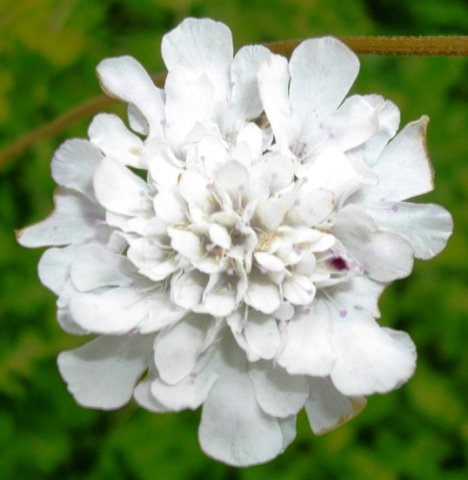 Scabiosa incisa flowerhead
