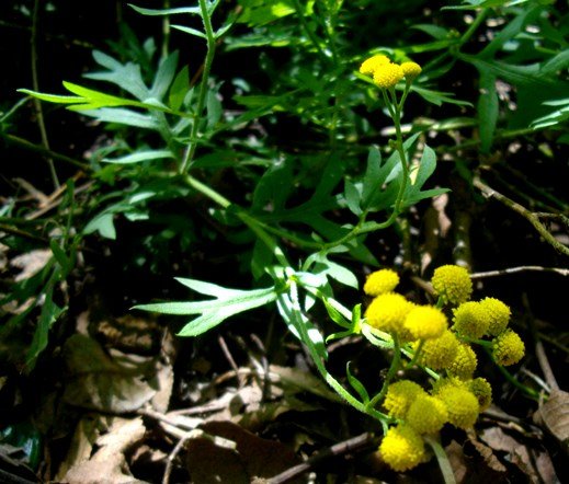 Schistostephium crataegifolium flowerheads