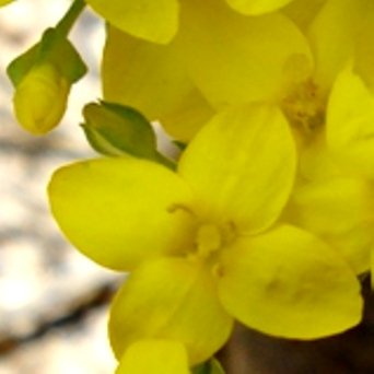 Sebaea aurea sepals visible