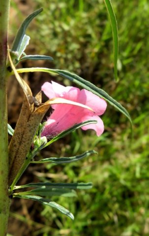 Sesamum alatum upper leaves