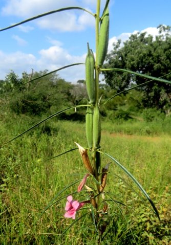 Sesamum alatum fruit