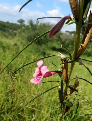 Sesamum alatum