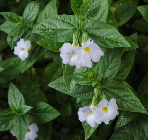 Thunbergia natalensis flowers