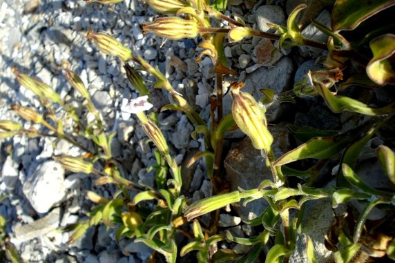 Silene crassifolia subsp. crassifolia sepals