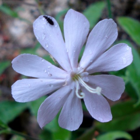 Silene undulata subsp. undulata