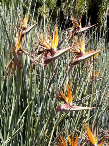 Strelitzia juncea