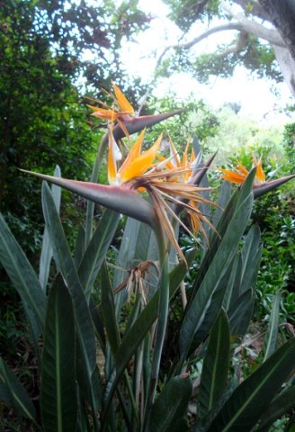 Strelitzia reginae