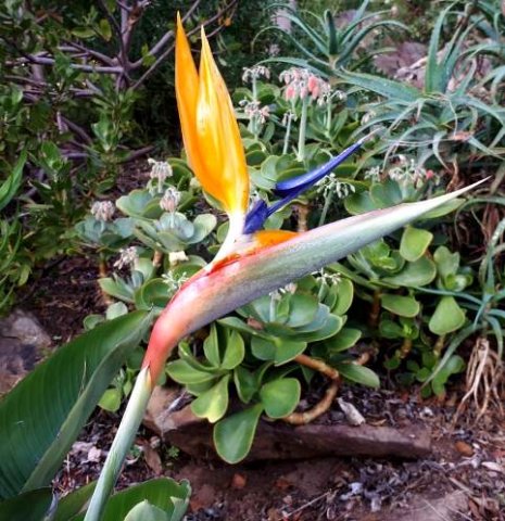 Strelitzia reginae young flower