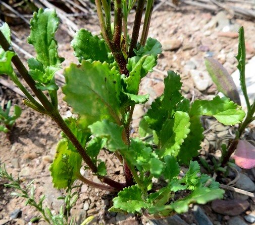 Sutera foetida leaves