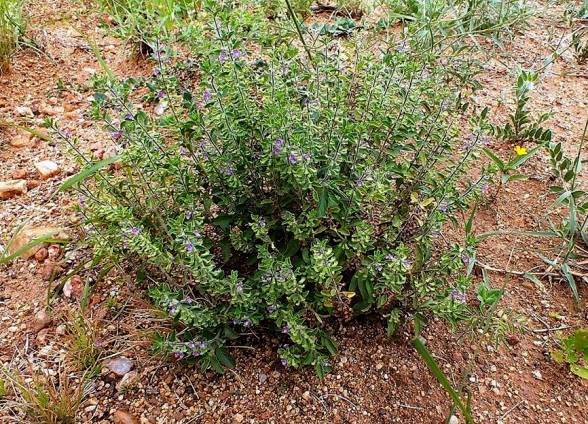 Syncolostemon bracteosus