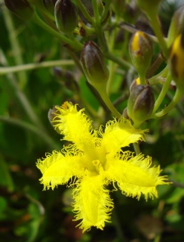 Villarsia capensis flower and buds