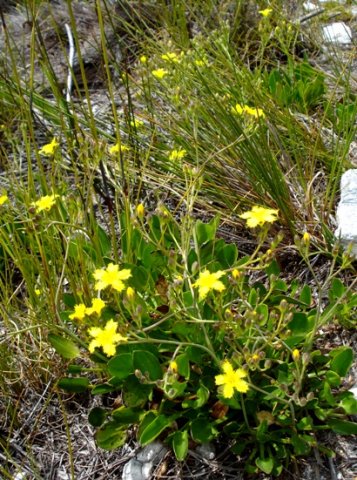 Villarsia capensis