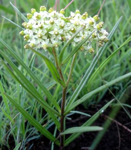 Xysmalobium involucratum