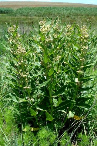 Xysmalobium undulatum var. undulatum