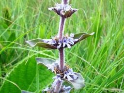 Ajuga ophrydis