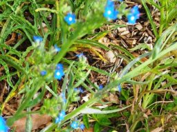 Anchusa capensis