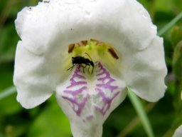 Asystasia gangetica subsp. micrantha or A. intrusa flower
