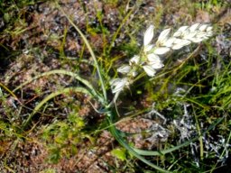 Chlorophytum triflorum flowers