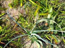 Chlorophytum triflorum