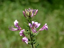 Cleome rubella flowers