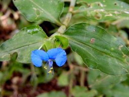 Commelina erecta leaves