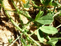 Crotalaria humilis leaves
