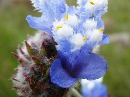 Cyanotis speciosa flowers