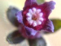 Cynoglossum hispidum