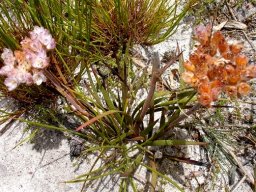 Dilatris pillansii