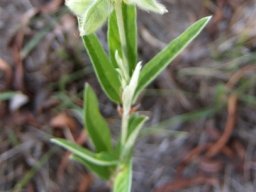 Eriosema salignum pods