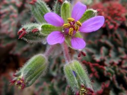 Erodium cicutarium red sepal tips
