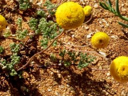 Foveolina dichotoma flowering