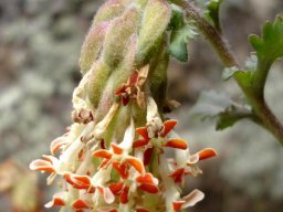 Glumicalyx nutans flowers