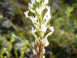Hebenstretia