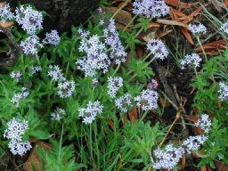 Pentanisia prunelloides