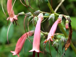 Phygelius aequalis