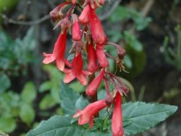 Phygelius capensis near Rhodes in the Eastern Cape