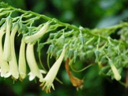 Phygelius capensis yellow flowers