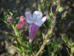 Graderia subintegra