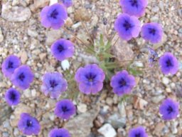 Monopsis debilis near Komaggas