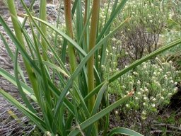 Kniphofia fluviatilis leaves