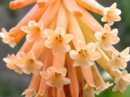 Kniphofia triangularis subsp. triangularis flowers