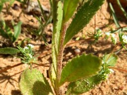Lyperia tristis stem-leaves