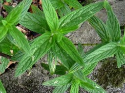 Mentha longifolia subsp. capensis