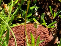 Monopsis debilis var. gracilis